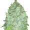 Galaxy (Pyramid Seeds) Cannabis-Samen