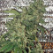 AK-47 regular (Serious Seeds) Cannabis-Samen