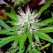 Arjan's Ultra Haze #2 (Mango Haze AUH#2) (GHS) Cannabis-Samen