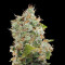 BCN Sour Diesel strain