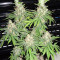 BubbleGummer (Female Seeds) Cannabis-Samen
