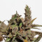 Cannatonic (Resin Seeds) Cannabis-Samen
