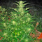 Critical Mass CBD (Dinafem Seeds) Cannabis-Samen