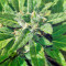 Industrial Plant (Dinafem Seeds) Cannabis-Samen