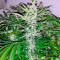Kali Mist regular (Serious Seeds) Cannabis-Samen