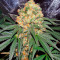 Mazar regular (Dutch Passion) Cannabis-Samen