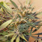 Satori regular (Mandala Seeds) Cannabis-Samen