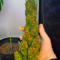 El Niño (GHS) Cannabis-Samen