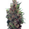 Californian Orange (Dutch Passion) Cannabis-Samen