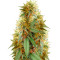 Medical 49 CBD+ (Vision Seeds) Cannabis-Samen