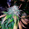 Alpujarrena (Pyramid Seeds) Cannabis-Samen