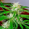 Arjan's Ultra Haze #2 (Mango Haze AUH#2) (GHS) Cannabis-Samen