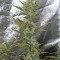 Blackberry Auto feminisierte Samen (Fast Buds)