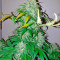 Bubba Kush Autoflowering (Dinafem Seeds) Cannabis-Samen