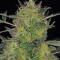 CBD-Chronic (Serious Seeds)