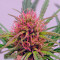 ComPassion (Dutch Passion) Cannabis-Samen