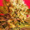 Motavation regular (Serious Seeds) Cannabis-Samen