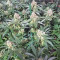 Russian Doll (Kannabia Seeds) Cannabis-Samen