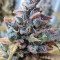 Cream Caramel (Sweet Seeds) Cannabis-Samen