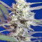 Crystal Candy Auto (Sweet Seeds)