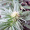 Ladyburn 1974 (GHS) Cannabis-Samen