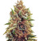 Amnesia (Vision Seeds) Cannabis-Samen