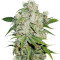 Auto Brooklyn Sunrise (Dutch Passion) Cannabis-Samen