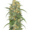 Green Crack (Humboldt Seeds Organization) Cannabis-Samen