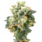 Industrial Plant (Dinafem Seeds) Cannabis-Samen