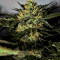 Auto Daiquiri Lime strain