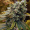BCN Sour Diesel weed strain