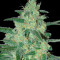 Holy Grail 69 (Samsara Seeds) Cannabis-Samen