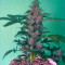 New York City (Pyramid Seeds) Cannabis-Samen