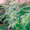 Papaya regular (Nirvana Seeds) Cannabis-Samen