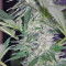 El Niño (GHS) Cannabis-Samen