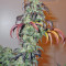 King’s Kush (GHS) Cannabis-Samen