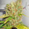 Power Plant (Dutch Passion) Cannabis-Samen
