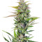 Black Jack F1 Fast Version (Sweet Seeds) Cannabis-Samen