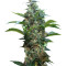 Satori regular (Mandala Seeds) Cannabis-Samen