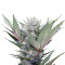 Sweet Skunk F1 Fast Version (Sweet Seeds) Cannabis-Samen