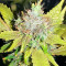 OG Kush (Dinafem Seeds) Cannabis-Samen