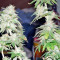 Afghan Kush X Yumbolt (World of Seeds) Cannabis-Samen