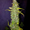 Anubis (Pyramid Seeds) Cannabis-Samen