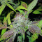 BCN Sour Diesel cannabis strain