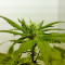 Big Band (Kannabia Seeds) Cannabis-Samen