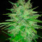 Cotton Candy Kush (Delicious Seeds) Cannabis-Samen