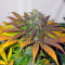 Californian Orange (Dutch Passion) Cannabis-Samen