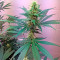 Critical Cheese (Dinafem Seeds) Cannabis-Samen