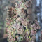 Crystal METH Auto (Fast Buds) Cannabis-Samen