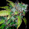 Lowryder Auto (Vision Seeds) Cannabis-Samen